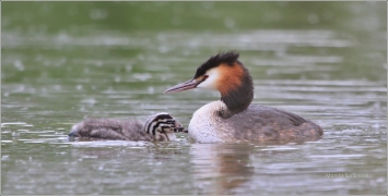 <p>POTÁPKA ROHÁČ (Podiceps cristatus) /Great grested grebe – Haubentaucher/</p>